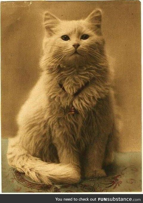 First ever photo of a cat 1880 (the cats name is snow)