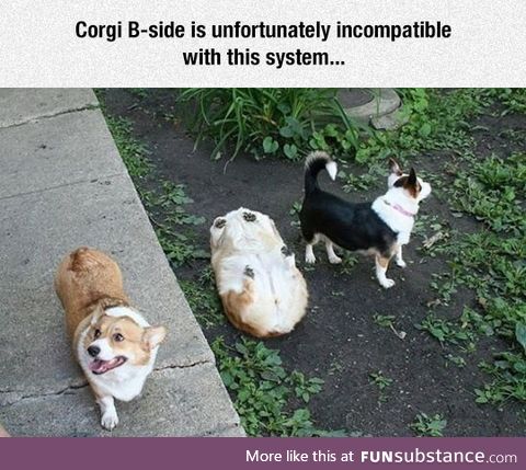 Corgi has stopped working