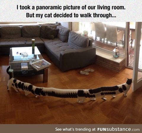 Panoramic picture of a cat