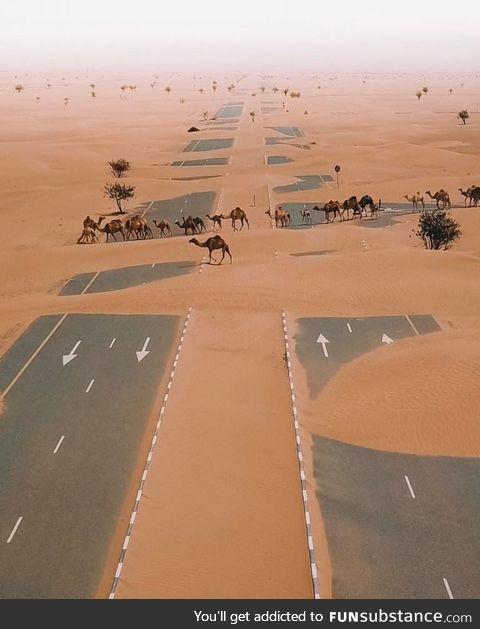 Why did the camel cross the road?