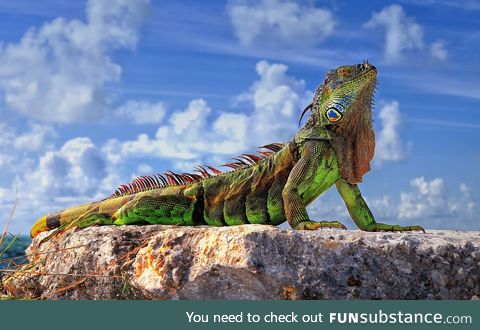 The Common Iguana is a majestic creature