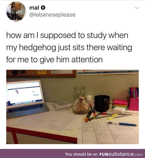 Who else studies with a hedgehog?