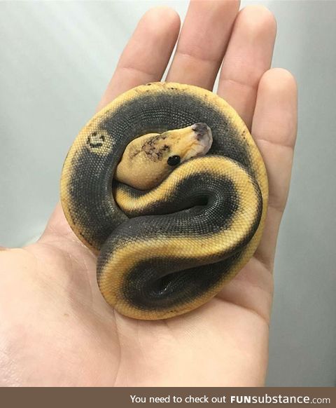 Smiley face ball python