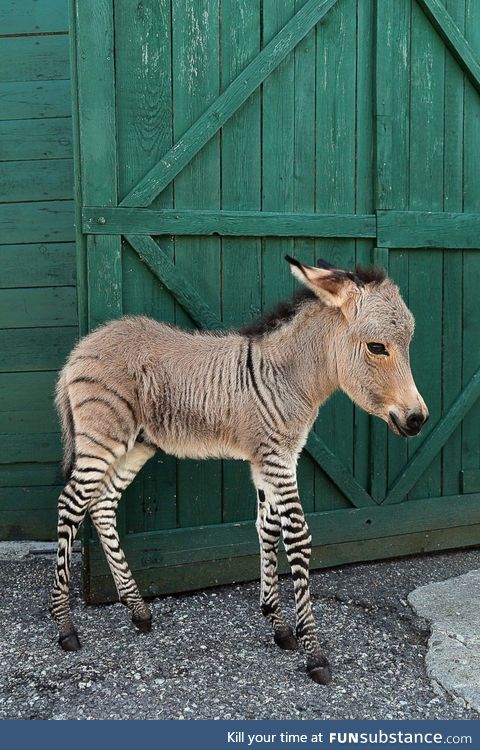 Half zebra half donkey. He's a little zonkey