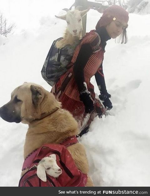 Girl and her dog rescue a mother goat and her newborn baby