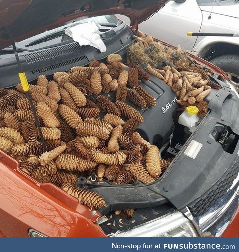 Squirrels stashed 50 pounds of pine cones under a car hood in Gaylord, Michigan