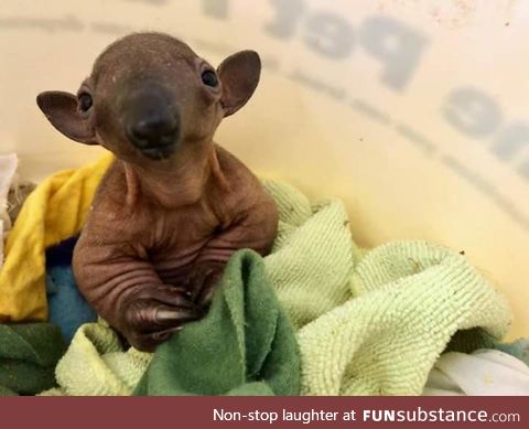 This baby tamandua is the definition of creepy cute.