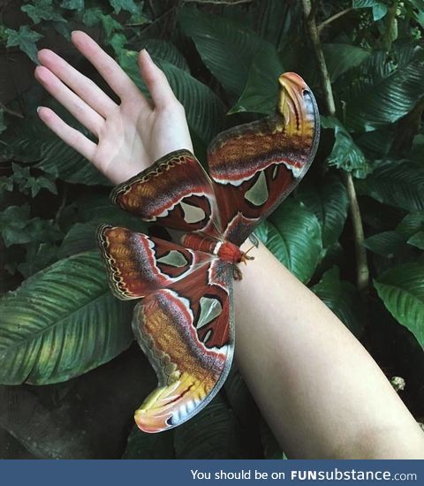 Giant atlas moth