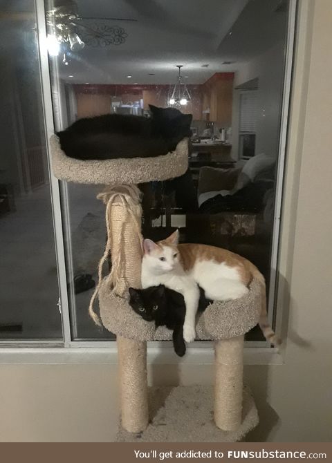 my fur babies