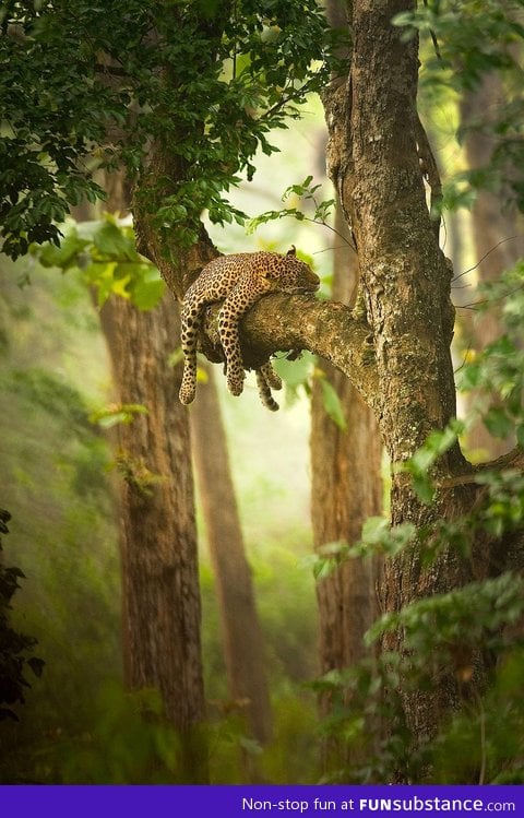 Afternoon nap in the trees