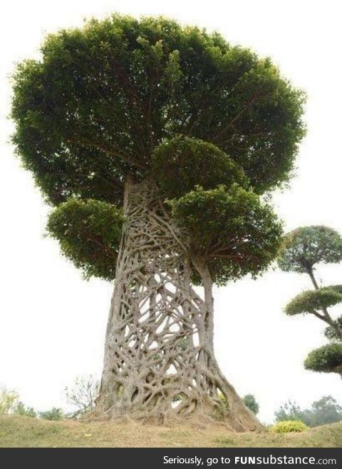 The way this tree trunk grew