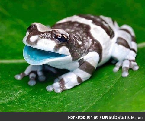 Amazon milk frog