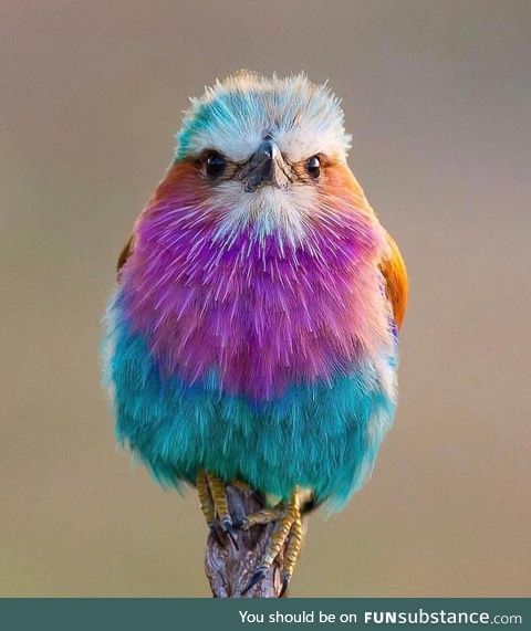 The lilac-breasted roller