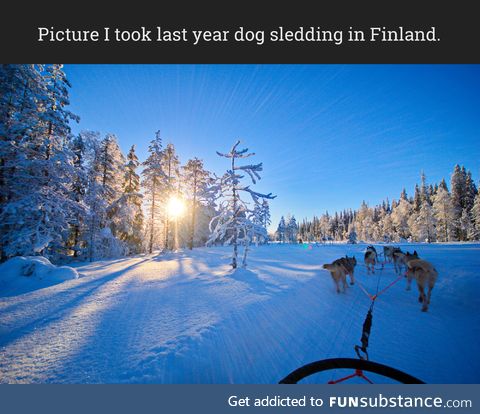 Picture I took last year dog sledding in Finland.