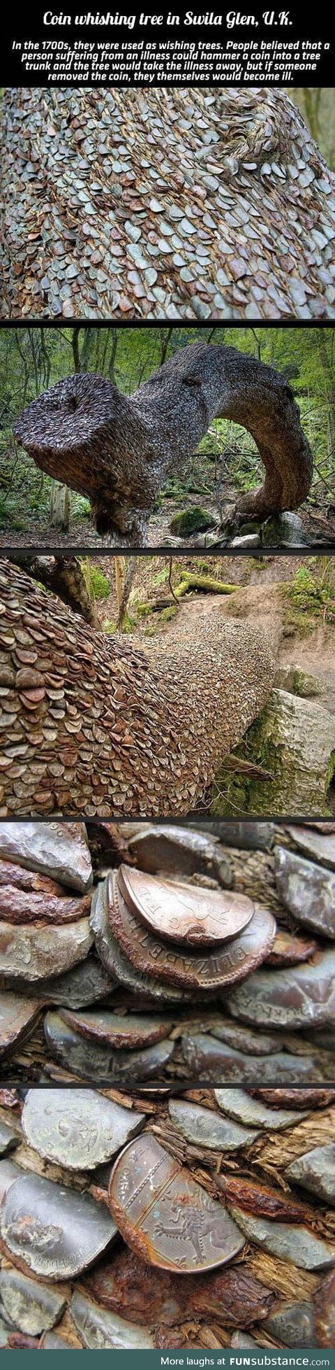 Coin wishing tree in Swila Glen, UK