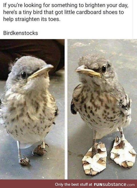 Birb v2.0