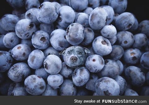 Spot the berry good boy