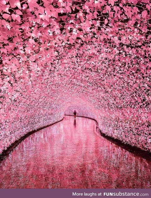 Cherry Blossom Tunnel in Japan