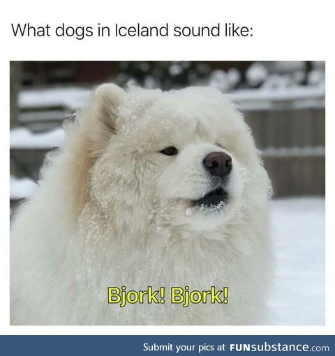 Icelandic d&Ouml;Gg&Ouml;