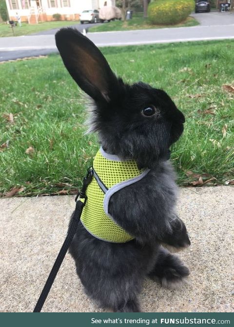 Officer Judy Hopps becomes the first rabbit to join the Zootopia Police department (2016