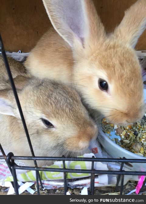 I babysit rabbits for the RSPCA. Thought I might share since everyone is posting