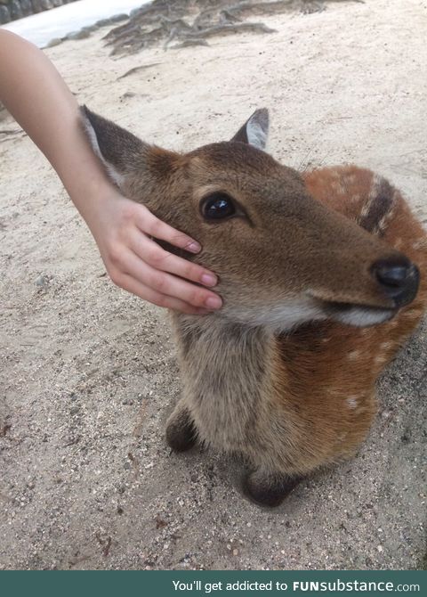 And to top it off, a beautiful deer I found on Myajima island!