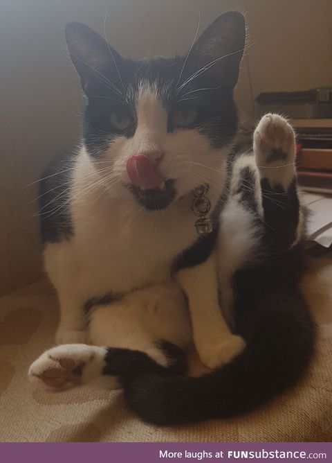 My cat, he's so classy!