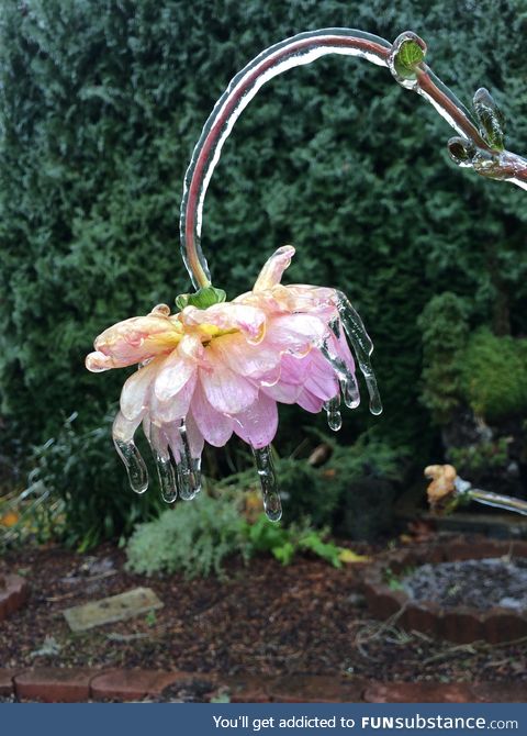 Flower encased in ice