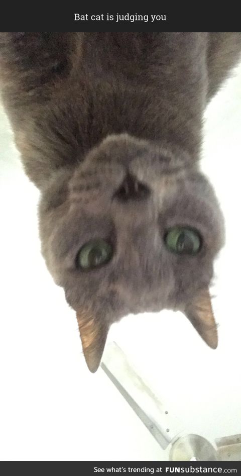 Bat cat