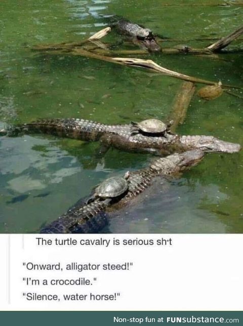 Rise of the Turtles