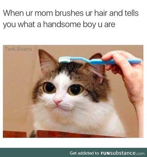 Brush hooman