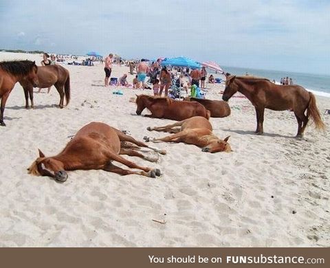 Nice horse family enjoying a trip to the beach