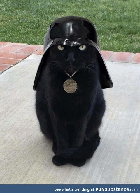 Cat vader