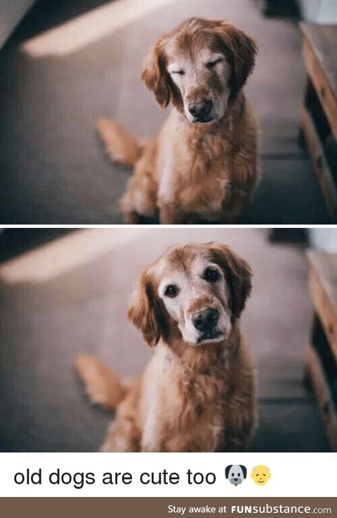 Old dogs with the grey face are the cutest