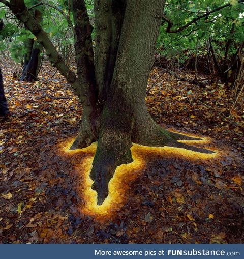 How a simple, careful placement of leaves around a tree's roots makes it look like