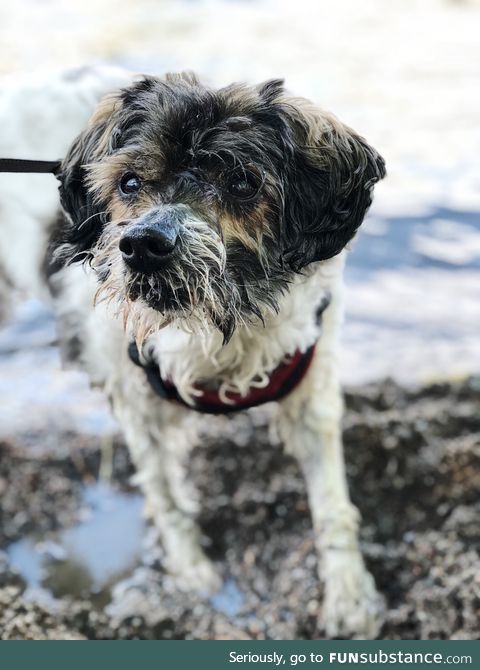 Good boy is 16 years old today!