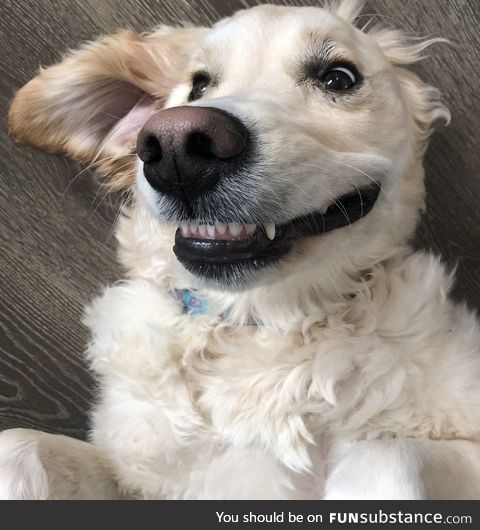 Daily Dose Of Doggo #1 - Smile Doggo :)