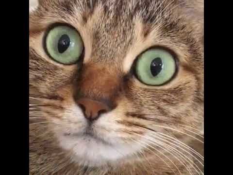 Cat having hiccups