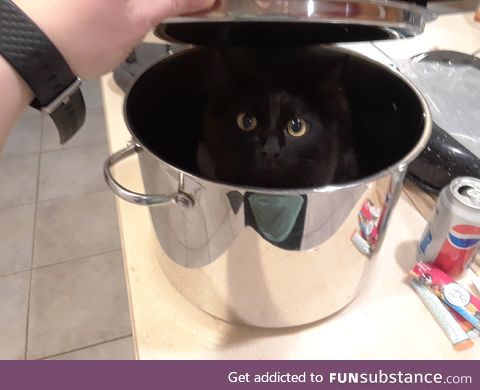 my kitten hanging out in a pot