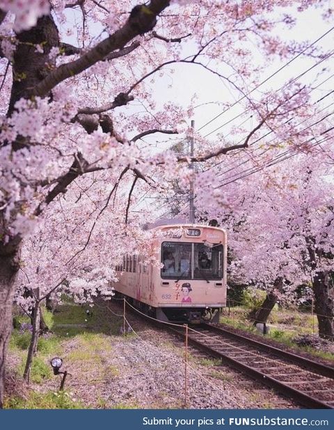 Cherry Blossom season in Japan