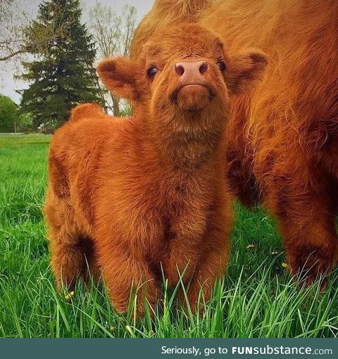 Fluffy scottish highland calf