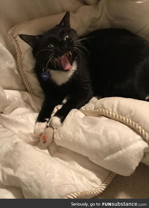 Gave my cat a mouse, accidentally unleashed her inner demon