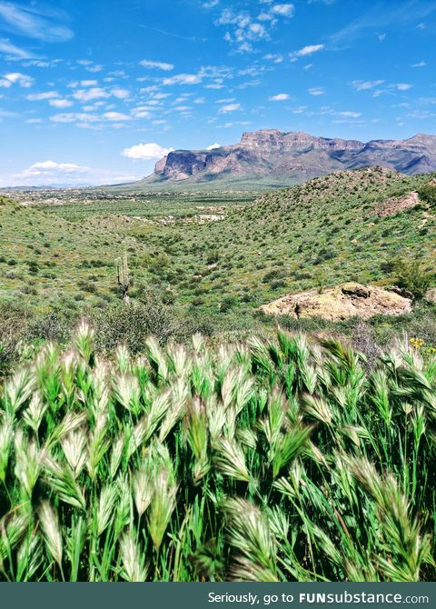 The desert in Phoenix, Arizona has turned green due to all the winter rain!