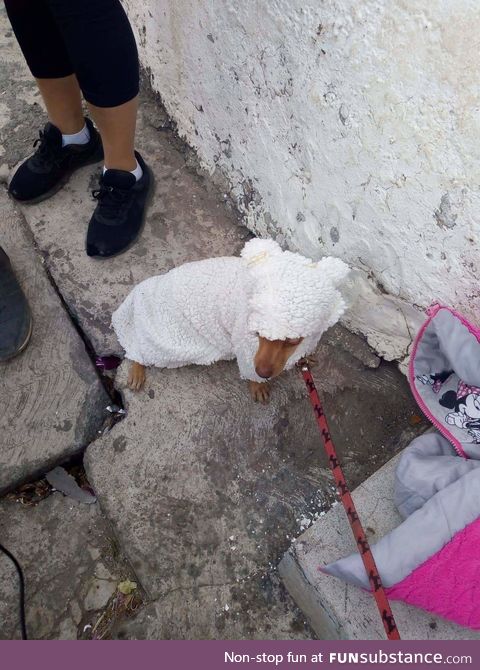 The sheep for the spring parade