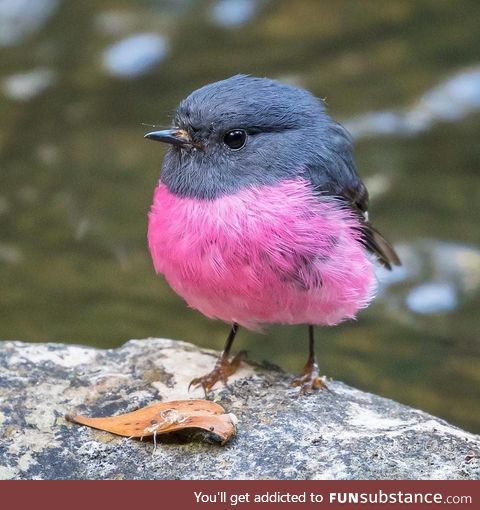 The purple chested bush tit