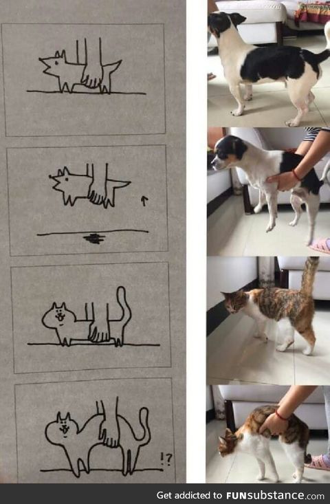 Cats versus dogs