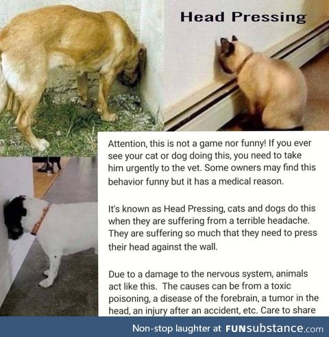 Head Pressing isn't fun and laughter for pets