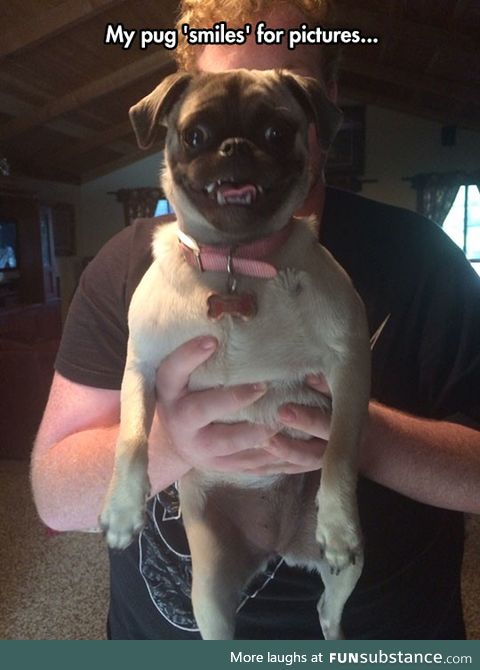 Photogenic pug