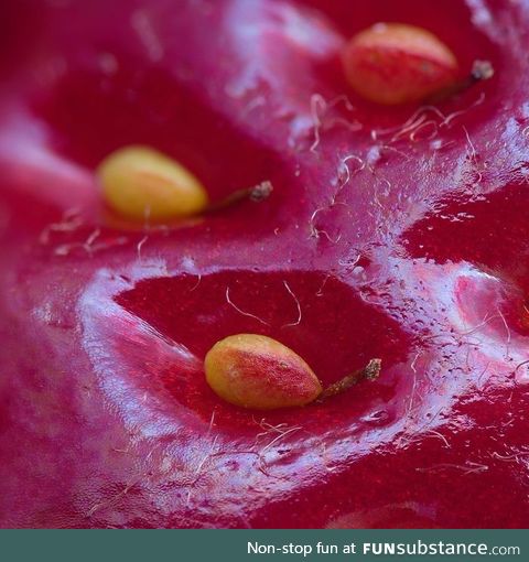 Magnified surface of a strawberry