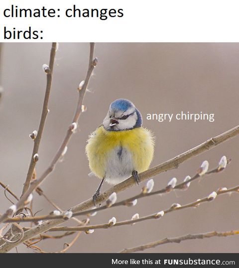 Chirp